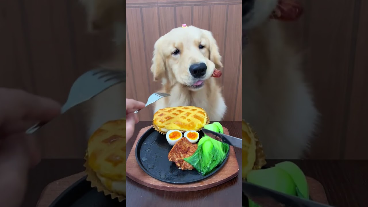 My Dog’s Fine Dining Experience! 🐶🍽️😱 #shorts #viral #puppy #foryou My Dog’s Fine Dining Experience! 🐶🍽️😱 #shorts #viral #puppy #foryou