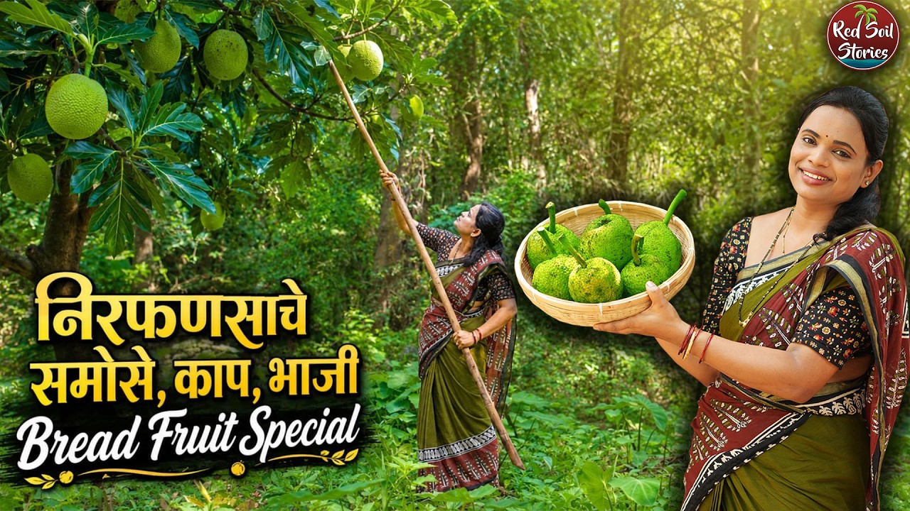 निरफणसाचे समोसे, काप, भाजी | Bread Fruit Special | Village Cooking | Red Soil Stories निरफणसाचे समोसे, काप, भाजी | Bread Fruit Special | Village Cooking | Red Soil Stories