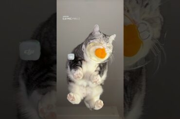 This Cat Has Fine Dining Taste 🐱🍽️ | DJI Mic Mini 2