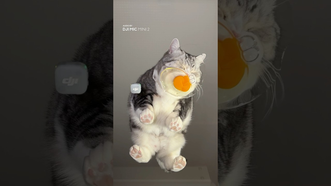 This Cat Has Fine Dining Taste 🐱🍽️ | DJI Mic Mini 2 This Cat Has Fine Dining Taste 🐱🍽️ | DJI Mic Mini 2