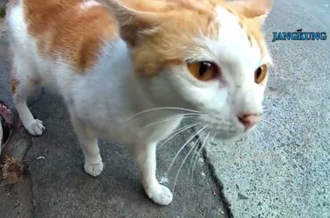 Cat Eats Grass Like It’s Fine Dining 😹 🌿✨#cat