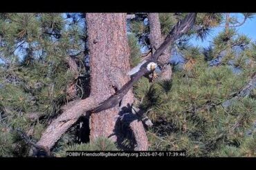 7-1-2026 Tree Hopping and Dining in Style