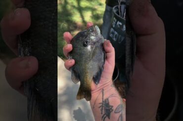 Fish delivery for dad #fishing #cooking #outdoors