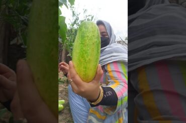 2026 First Time  Cucumber | Order Pickle on 7051896324 #food #cucumber #ordernow #pickle #recipe