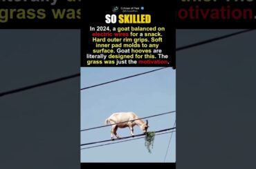 The Goat That Turned Electric Wires Into A Dining Table