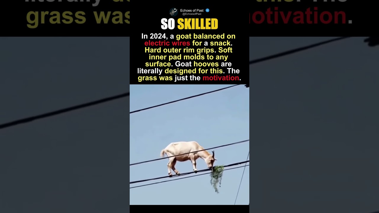The Goat That Turned Electric Wires Into A Dining Table The Goat That Turned Electric Wires Into A Dining Table