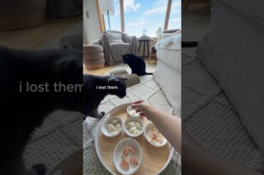Fine Dining With My Cats