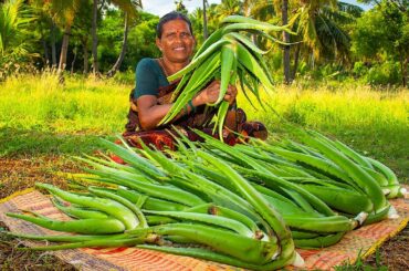 Ale Vera More Kulambu | Harvesting & Cooking Aloe Vera | Village Recipe