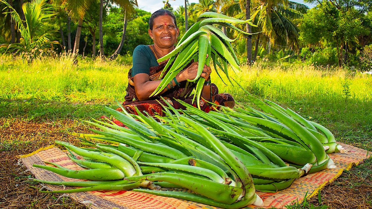 Ale Vera More Kulambu | Harvesting & Cooking Aloe Vera | Village Recipe Ale Vera More Kulambu | Harvesting & Cooking Aloe Vera | Village Recipe