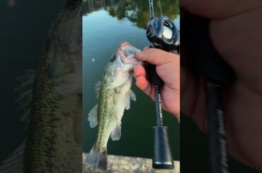 Cooking a goo #fishing #cooking #outdoors