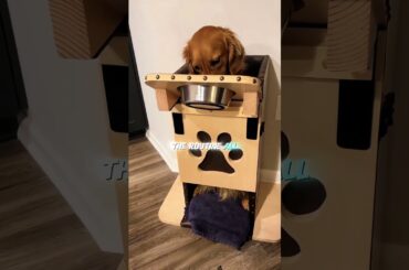 Dogs have their own special dining table