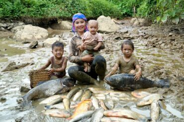 How to catch giant fish in a muddy pond to sell – Cooking chicken sticky rice for the kids