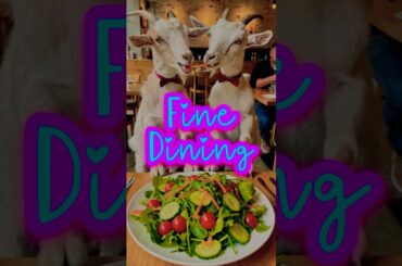Fine dining #shortvideo #shorts #short #viral #viralshorts #funny #goat #foryou #fyp #youtubeshorts