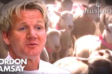 Chasing FARM ANIMALS!? | Full Episode | Hell's Kitchen