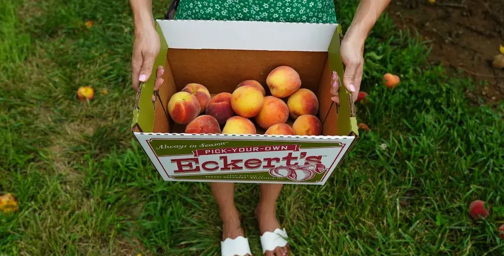 Eckert's peaches