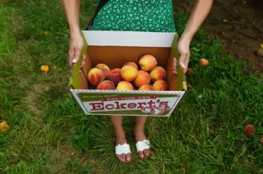 Eckert's peaches