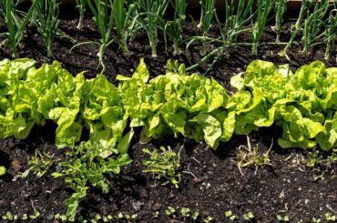 6 Fall Vegetables Chef Are Growing in Their Gardens Now