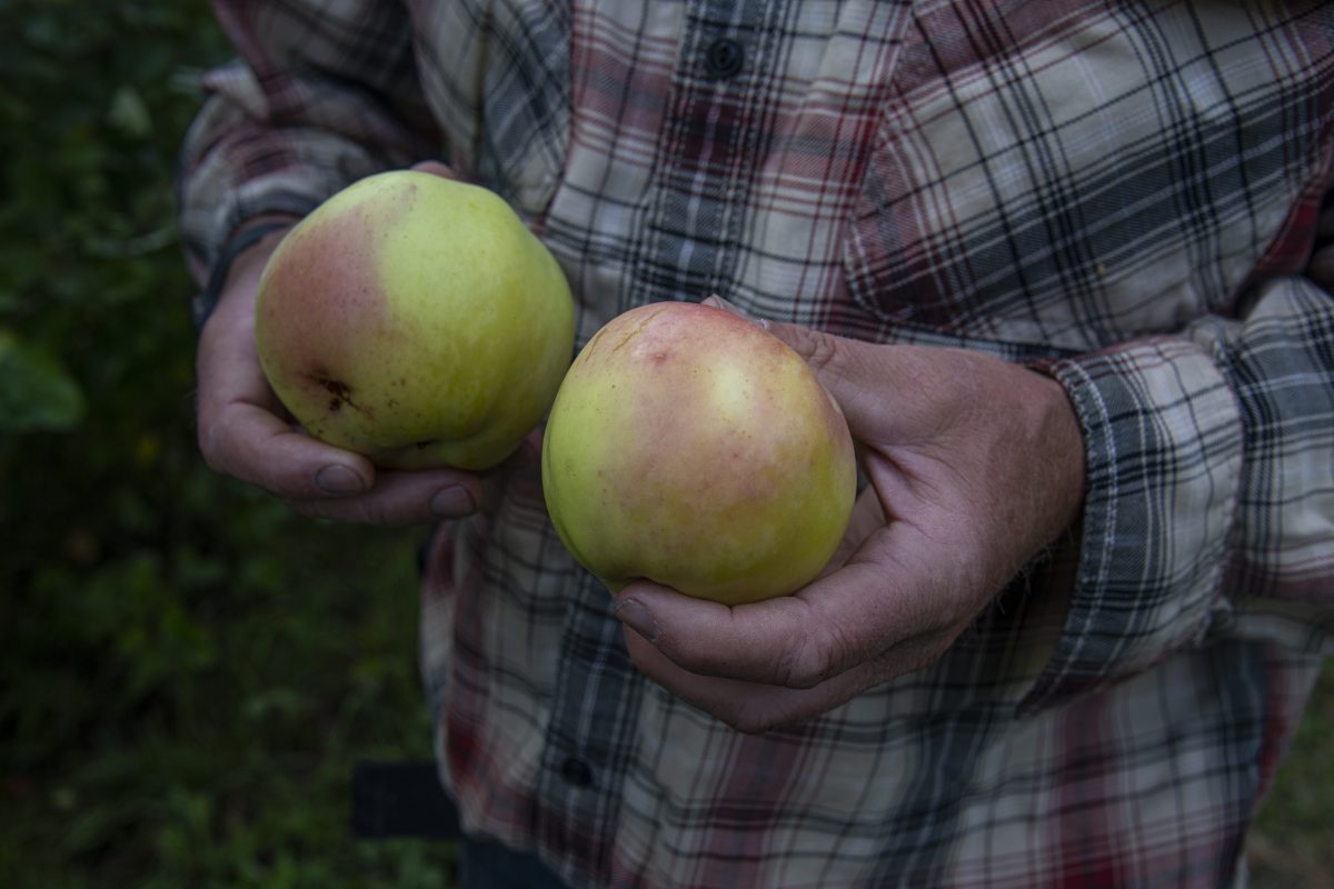 A person in a plaid shirt holds two large apples in their hands.