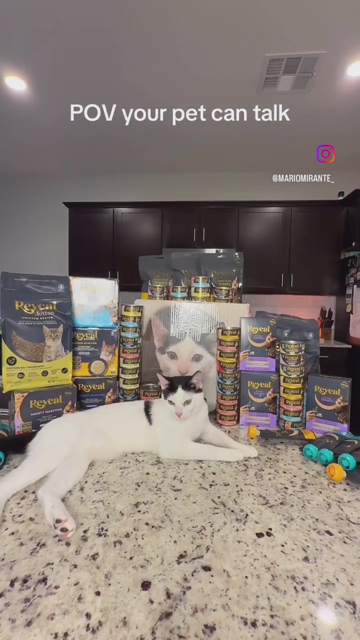 Reveal Partners with Influencer Mario Mirante and His “Talking” Cat, Chef, on Promotional Videos