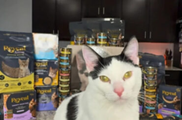 Reveal Partners with Influencer Mario Mirante and His "Talking" Cat, Chef, on Promotional Videos