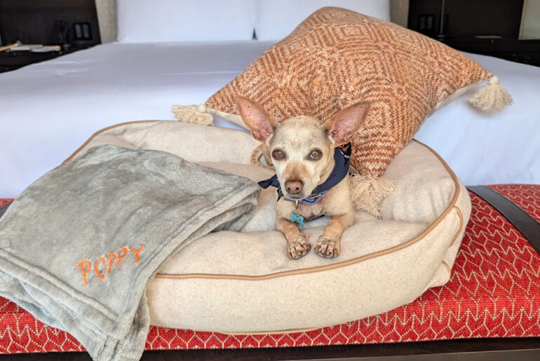This Mexico resort spoils dogs with luxury massages and chef-made dinners. Your pup will beg you stay.